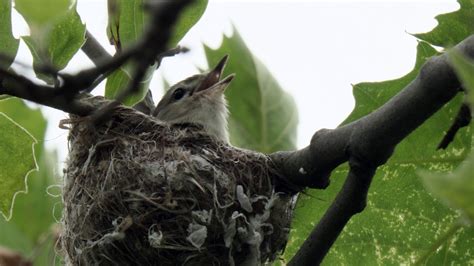 2019-05-29 Warbling Vireo Nest - YouTube