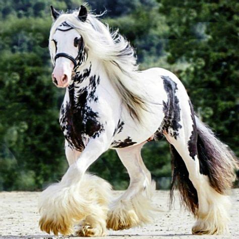 Gypsy vanner horses - black & white