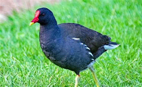 La poule d'eau (Gallinula chloropus), l’oiseau familier des milieux aquatiques | Oiseaux, Milieu ...