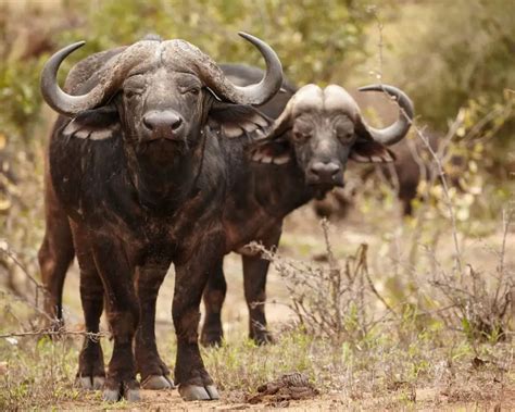 African Buffalo Facts for Kids - KonnectHQ