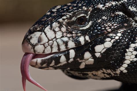 The Argentine black and white tegu 19 Sept 2010 | Flickr - Photo Sharing!