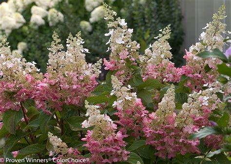 Fun in the Sun: Best Hydrangeas to Grow in Full Sun | Espoma