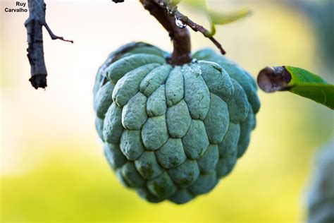 Annona Squamosa - 5 Seeds - Sweetsop Sugar Apple - Exotic Fruit ...