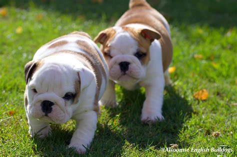 Bulldog puppies playing, English bulldog, bulldogpuppy, English bulldog ...