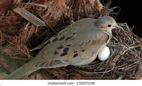 238 Mourning Dove Eggs Images, Stock Photos, and Vectors | Shutterstock