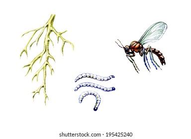 Dragonfly Life Cycle Metamorphosis Stock Vector (Royalty Free) 1068203855