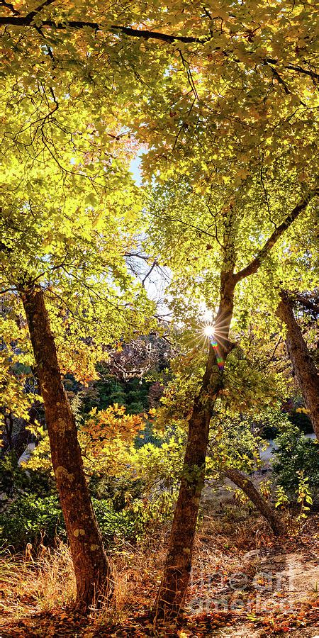 Vertical Panorama of Bigtooth Maples Fall Foliage - Lost Maples State Natural Area - Central ...