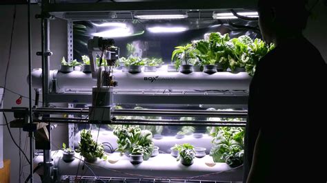 University of Hawaii space plants project could be astronaut game changer