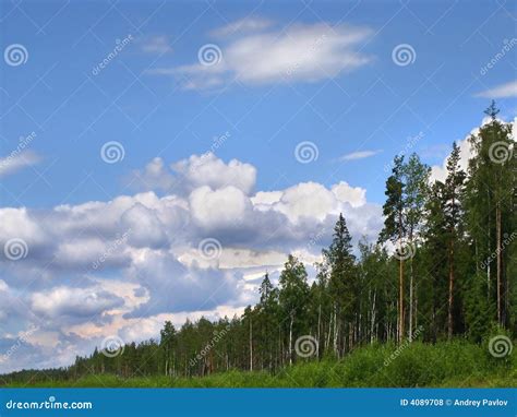 Forest Skyline Royalty Free Stock Photos - Image: 4089708