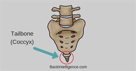 Tailbone Pain When Sitting (Coccydynia) - DIY Relief & Exercises