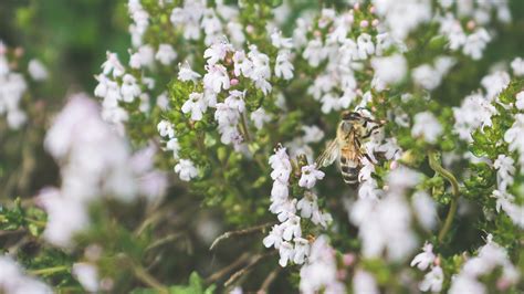 Why You Should Always Hire A Bee Removal Professional | Alpine Farms