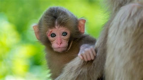 HD wallpaper: cute, baby, monkey, blurry | Wallpaper Flare