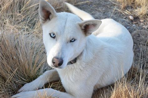 Gallery For > Black And White Husky Wolf Mix