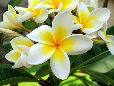 Bali Indonesia Holiday Travels: Bali Frangipani Garden - The house of Frangipani