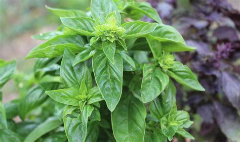 Easy Steps to Grow Beautiful Basil | The Seed Collection