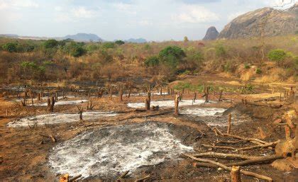 Global habitat loss still rampant across much of the Earth - UQ News ...