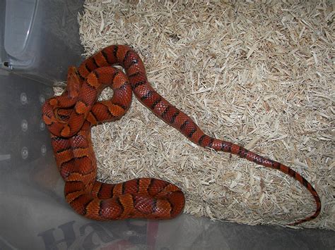 Corn Snake Habitat Setup