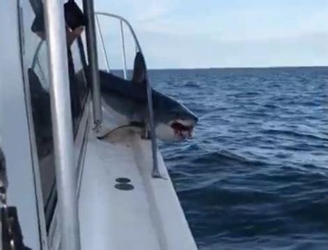 Full video: Mako shark jumps onto boat