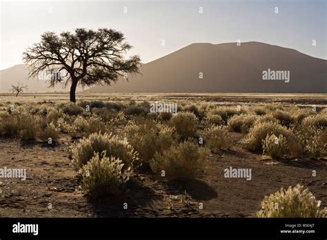 Africa, Namibia, Desert landscape with tree Stock Photo - Alamy