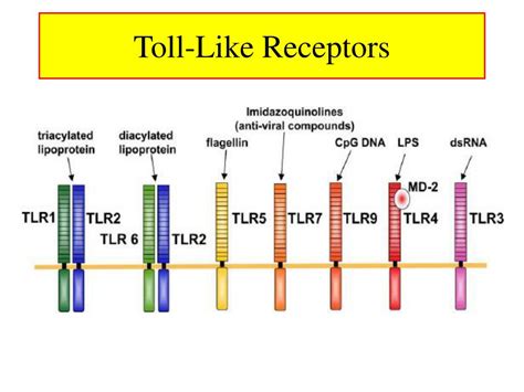 PPT - Toll-Like Receptors (TLR) PowerPoint Presentation, free download - ID:773551