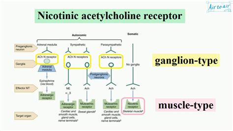 Nicotinic Acetylcholine Receptor