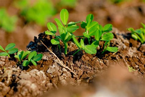 Ground Nuts Field stock image. Image of farmland, field - 133222617