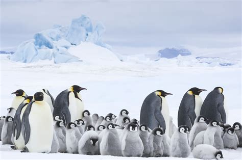 March of the Penguins 2 Photos and Details | POPSUGAR News