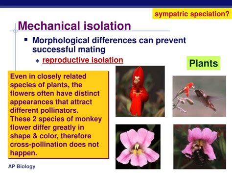 PPT - Speciation PowerPoint Presentation, free download - ID:2647678