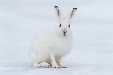 Arctic Hare Babies