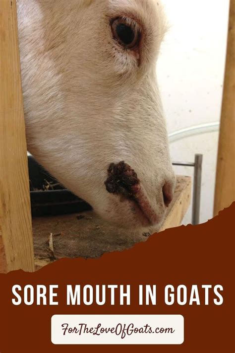 a white goat sticking its head through a wooden fence with text overlay ...