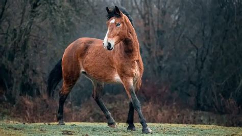 American Indian Horse Facts And Information – Breed Profile