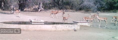 Bow hunting Impala | AfricaHunting.com