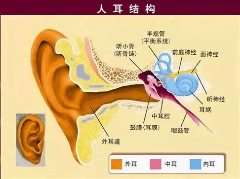 Bone Conduction Headphone Brand Ranking: Comparison of Shaoyin, Philips ...