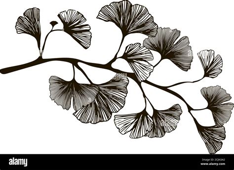 Ginkgo Biloba Leaf Drawing