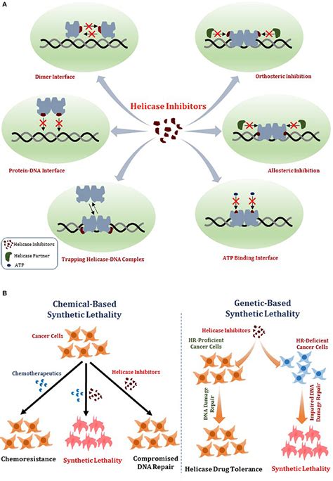 Frontiers | New Insights Into DNA Helicases as Druggable Targets for Cancer Therapy