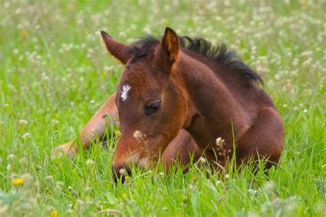 Experts in Embryo Transfer & Reproduction- Tomlinson Equine