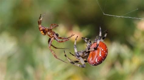 Spider Courtship 101: Flirting And "Boy Meets Girl" For Arachnids