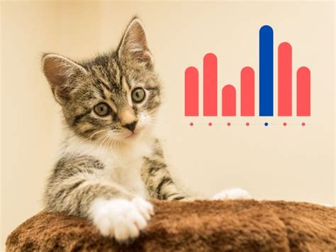 Cat Statistics - Interesting Facts about Cats & Pet Owners - VIVO Pets