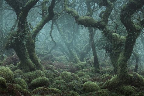 Photographer Captures the Enchanted Forests of Wistman’s Wood