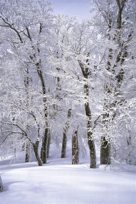 12 FUN Facts About Snowflakes That Will Amaze You!