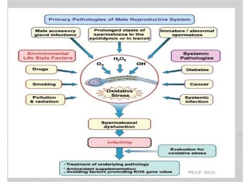 Sperm DNA fragmentation