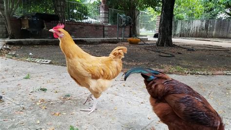 Hen or Rooster? And what breed ? | BackYard Chickens - Learn How to ...