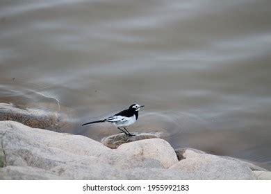 White Wagtail Bird Sukhna Lake Chandigarh Stock Photo 1955992183 ...