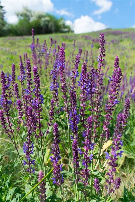 2,436 Wild Sage Flowers Photos - Free & Royalty-Free Stock Photos from Dreamstime