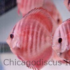 Shop | Chicago Discus | Your discus fish specialty store