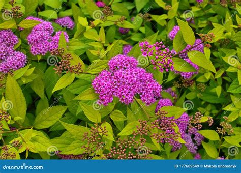 Pink Spiraea or Spiraea Japonica Flowers in Garden Stock Image - Image of dropwort, japonica ...