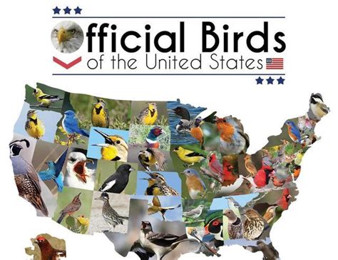 A map visual of the official state birds of the... - Maps on the Web