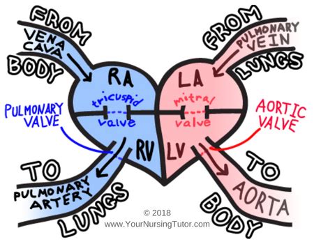 Easily Remember the Most Common Cause of Right-Sided Heart Failure – Your Nursing Tutor