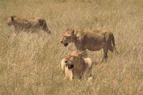 Free picture: African, lions, hunting