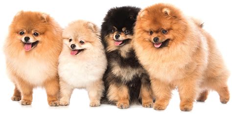 Teddy Bear Dog Breeds - The Pups That Look Like Cuddly Toys!